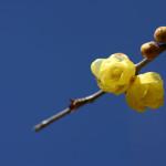 Wintersweet (c) Rosemary