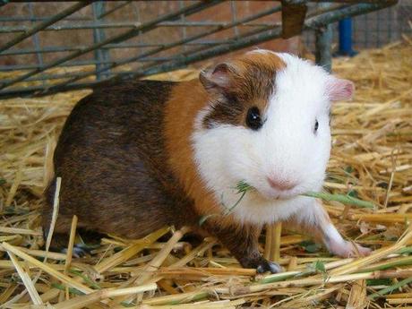 eating guinea pig