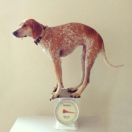 See the Statuesque DOG that Defies the Law of Gravity!