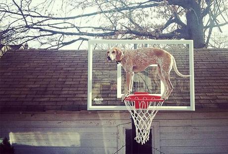 See the Statuesque DOG that Defies the Law of Gravity!