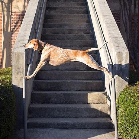 See the Statuesque DOG that Defies the Law of Gravity!