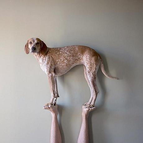 See the Statuesque DOG that Defies the Law of Gravity!