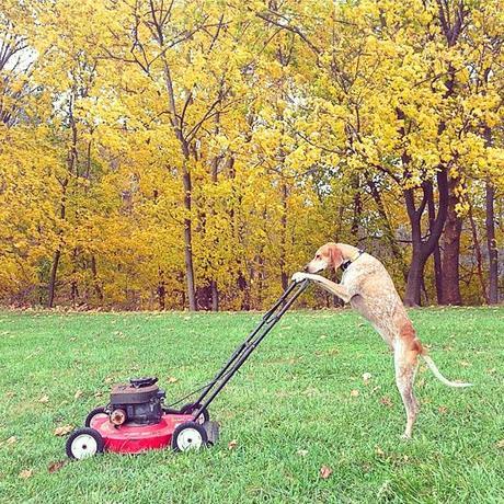 See the Statuesque DOG that Defies the Law of Gravity!