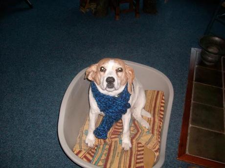 DIY Dog Scarf