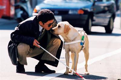 Quill: The Life of a Guide Dog