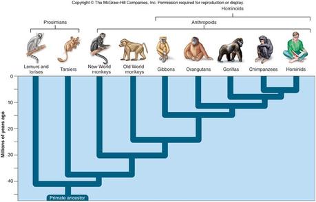 Primate-clade-tree