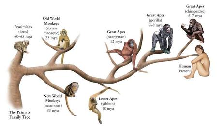 Primate-Grades-Tree