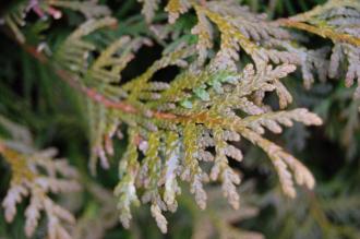 Thuja plicata 'Atrovirens' Leaf (09/02/2013, Kew Gardens, London)