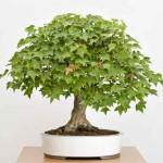 maple-bonsai-on-bonsai-mar-