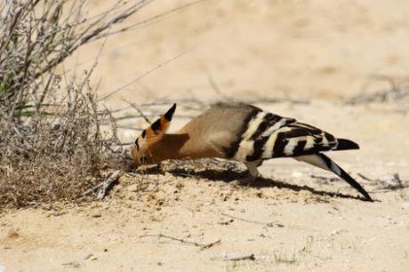 Hoopoe2