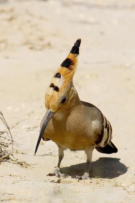 Hoopoe1