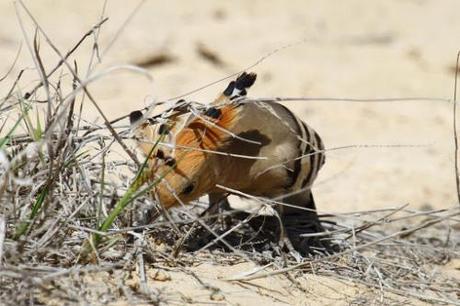 Hoopoe3