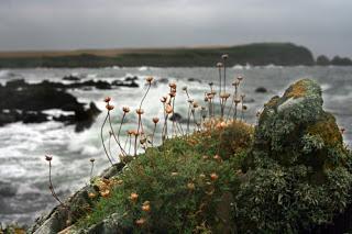 Marine Renewable Energy