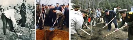 Kim Il Sung (L), Kim Jong Il (C) and Kim Jong Un ceremoniously planting trees over the years (Photos: Foreign Languages Publishing House, KCNA-Yonhap, Rodong Sinmun, Party History Institute) 