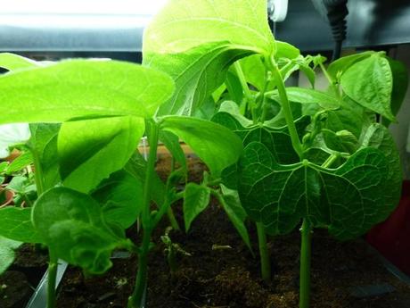 green beans growing under light