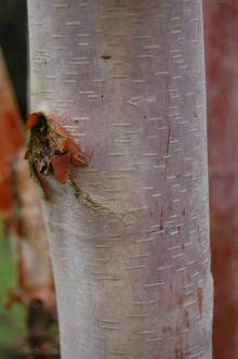 Betula albosinensis Bark (09/02/2013, Kew Gardens, London)