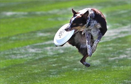 Get Ready for the Battle of the DOG Olympians! Get Ready for the Battle of the DOG Olympians!