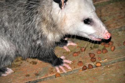 Assortment with Possum