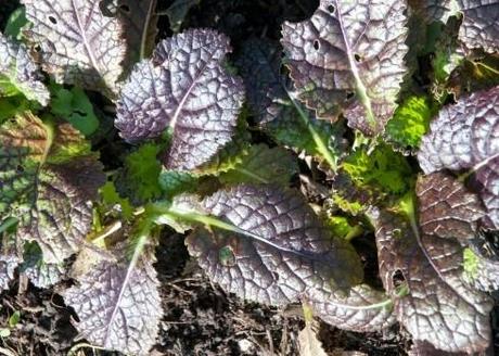 Red Giant mustard leaf