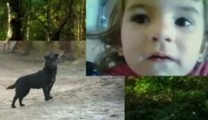 Dog ‘saves life’ of missing three-year-old girl