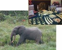 African forest elephants are targeted by hunters for the ivory in their tusks, used in various products in China.