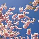 cherry-blossom-bonsai