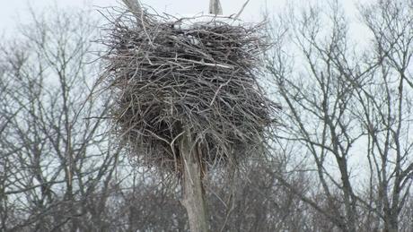 A heron nest filled with snow near Oxtongue Lake - Ontario
