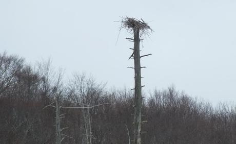 A deserted herons nest in a rookery near Oxtongue Lake - Ontario