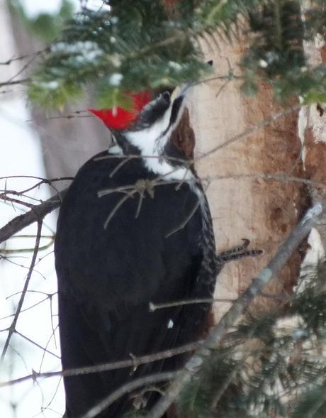 A female Pileated Woodpecker holds onto the side of a tree near Oxtongue Lake - Ontario