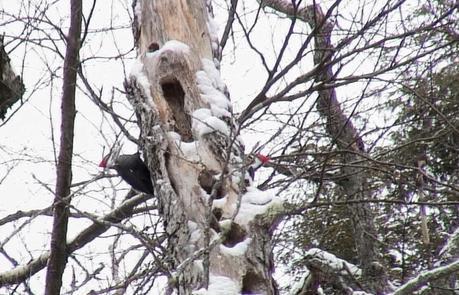 Two pileated woodpeckers on a tree near Oxtongue Lake - Ontario