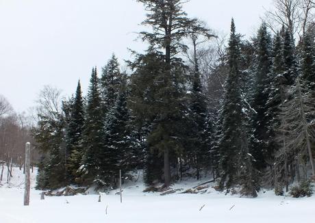Snowy forest near Oxtongue Lake - Ontario