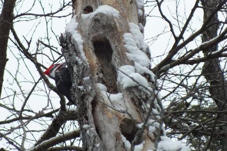 A male pileated woodpecker sits on the side of a tree near Oxtongue Lake, Ontario