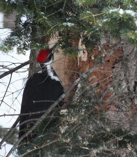 Female Pileated Woodpecker pecks at a tree