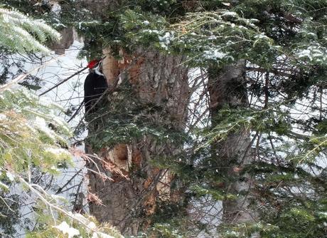 A female pileated woodpecker sits on the side of a tree.