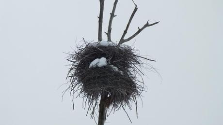 A herons nest covered in snow near Oxtongue Lake - Ontario