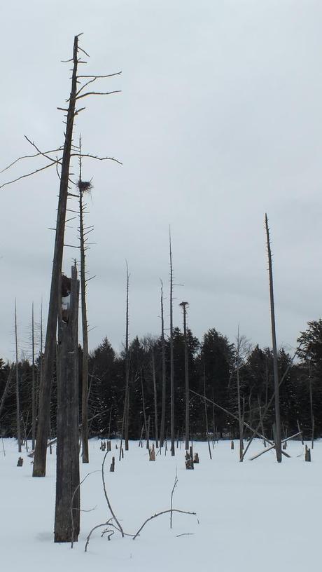 heron rookery in the winter near Oxtongue Lake - Ontario