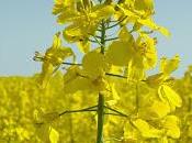 Custodian Third Draft Complete Dedicated Children's Children