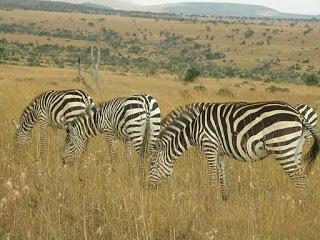 In the grasslands of Masai Mara