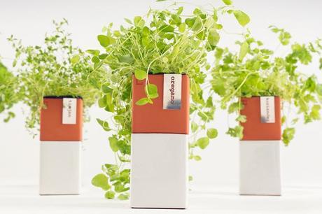 Evergreen Herb Home Herb Pot Evergreen Herb Herb Pot