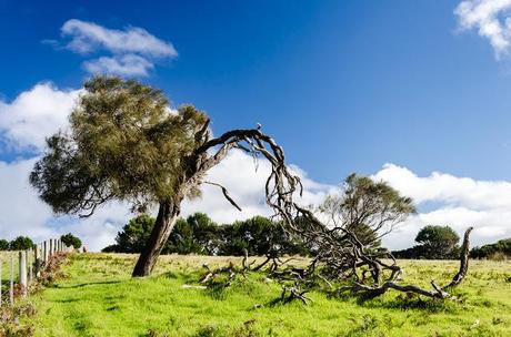 tree with branch broken off