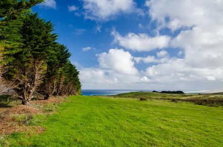 pine tree lined paddock