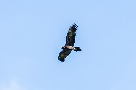 wedge-tailed eagle