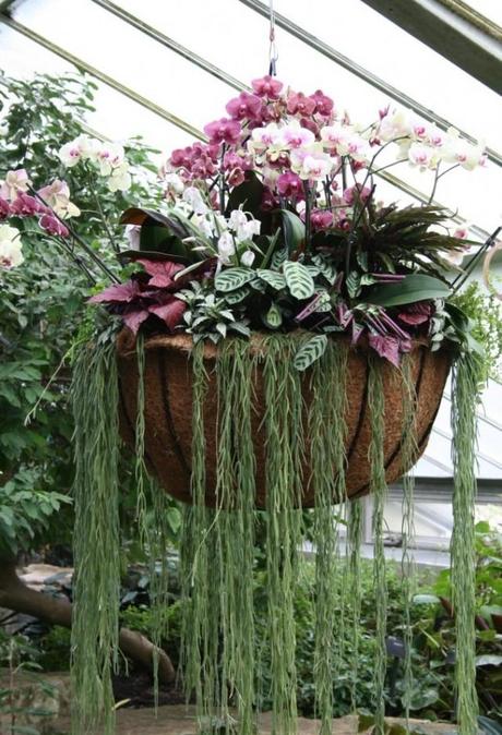 Hanging basket of orchids