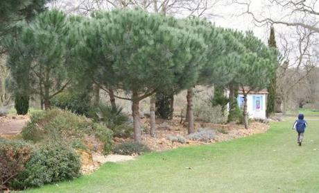 Pinus pinea