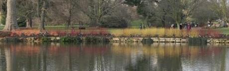 Colourful Cornus