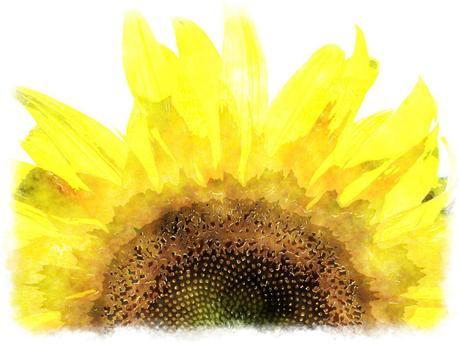 sun-flower-fabiovisentindotcom