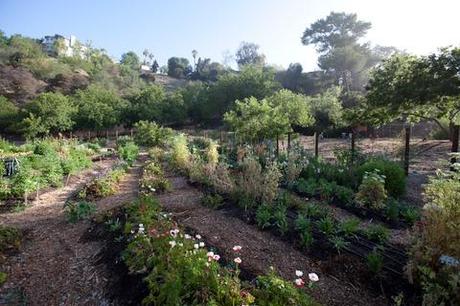 Outdoor gardening in Los Angeles, California