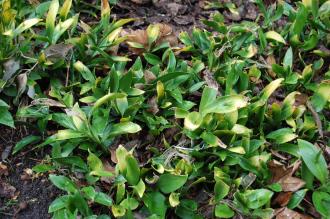 Ruscus hypophyllum (09/02/2013, Kew Gardens, London)