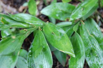 Ruscus hypophyllum Leaf (09/02/2013, Kew Gardens, London)