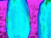 Infrared Images Reveal Frigid, Purple Penguins